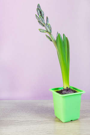 Blue hyacinth flower closed bud in green transportation pot on purple background. Copy space.の写真素材