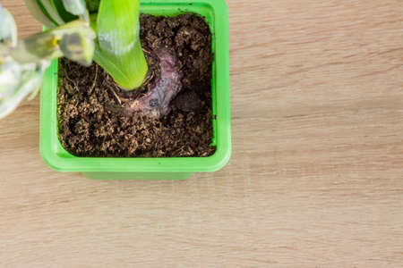 top view of Blue hyacinth flower closed bud in green trnsportation pond on the table