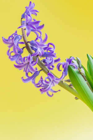 Blooming Blue hyacinth flower on yellow background. Copy space.の写真素材