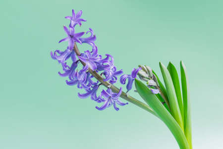 close up of Blooming Blue hyacinth flower on green background.