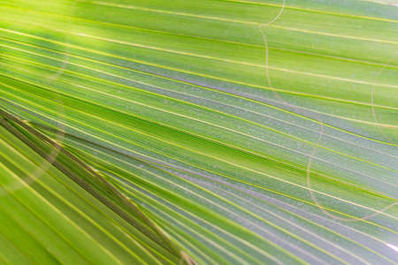 Palm leaf background. Sun rays on the leaves.