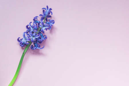 violet hyacint flower on pastel purple gradient background. Flat lay, top view, copy spaceの写真素材