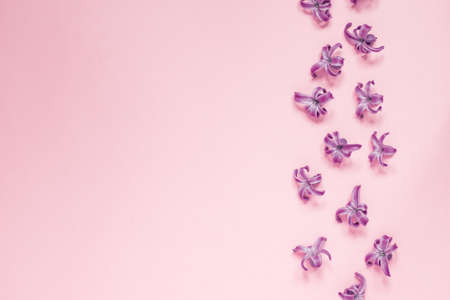 Floral beautiful pastel pink background. Purple small flowers of Hyacinth. Flat lay, top view, copy spaceの写真素材