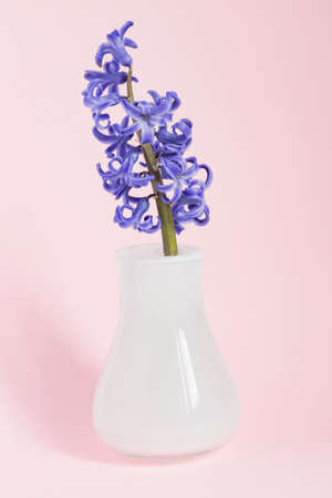 Beautiful blooming hyacinth in white glass vase on blue background. Spring bouquet for interior decoration; Creative background with copy space; Beautiful blooming hyacinth in white glass vase on blue backgrou;の写真素材