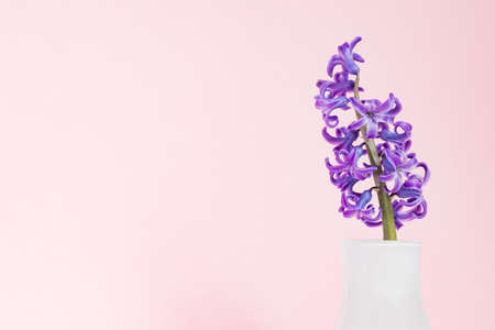Beautiful purple blooming hyacinth in white glass vase on pink background. Spring bouquet for...
