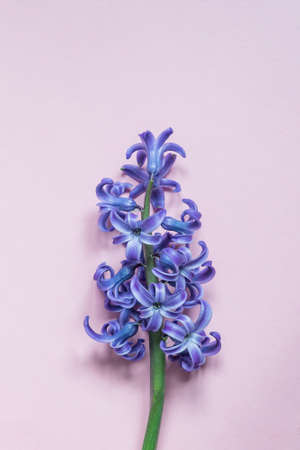 Pink hyacint flower on pastel pink background. Flat lay, top view, copy spaceの写真素材