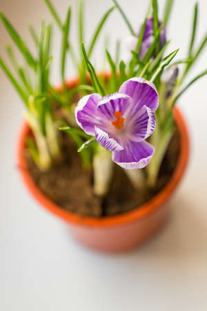 close up of purple crocus in bloom on window sill. Spring flowers, domestic gardeningの写真素材