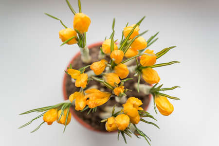 Yellow crocuses in plastic pot on window sill. Spring flowers, domestic gardeningの写真素材