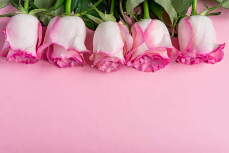 Five pink Roses on pink background. copy space - Valentines, 8 March, Mother, Women's Day conceptの写真素材