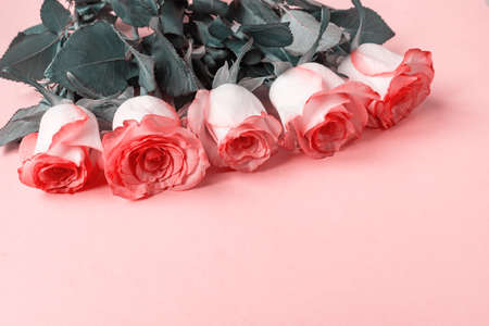 Five pink Roses on pink background. copy space - Valentines, 8 March, Mother, Women's Day conceptの写真素材