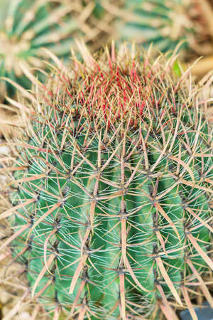close up of ball shaped cactus with sharp thorns. Natural background.の写真素材