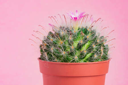 Close up of blooming Mammillaria bombycina cactus on pink background.の写真素材