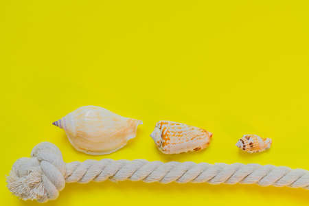 Sea shells and rope knot on bright yellow background with copy space. summer holiday and vacation...