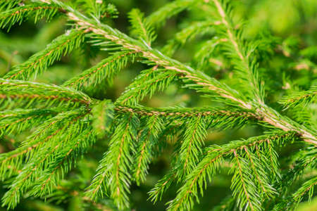 Background texture of green Fir tree branch. Fluffy young branch Fir tree