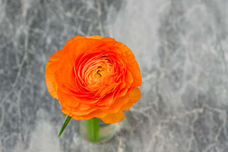 Orange Ranunculus single flower top view on marble backgroundの写真素材