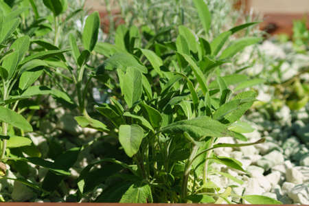 Close up of green leaves of herb in flowerbed