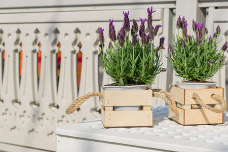 Beautiful blooming lavender in white pot and wooden decorative box in the garden.の写真素材