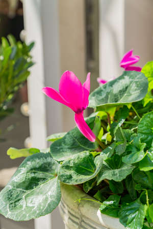 Street decorstion. Beautiful flowerbed with pink flowers.の写真素材