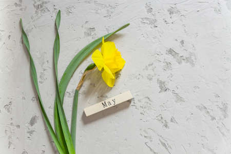 Yellow blooming narcissus flower and wooden bar with May inscription on gray textured background....