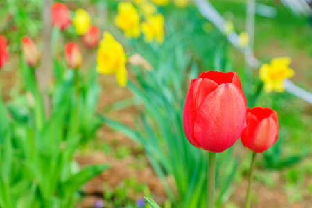 Growing Pink tulips in the garden, natural background.