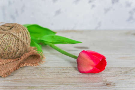 Fresh beautiful pink tulip with a rope on a wooden background with copy space.