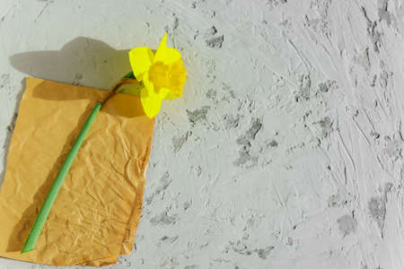 Yellow blooming narcissus flower on craft paper and gray background. Copy space.