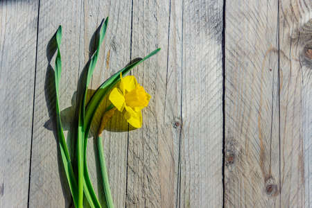 Yellow blooming narcissus flower on wooden background. Top view, Copy space.の写真素材