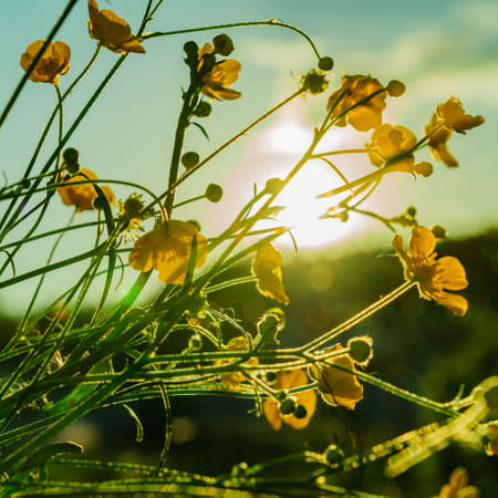 Beautiful yellow wild flowers buttercup flowers in the sunset light. Nature background.の写真素材