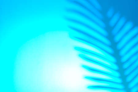 Abstract background of shadows palm leaves on trendy neon blue backdrop in backlight. Creative concept.の写真素材