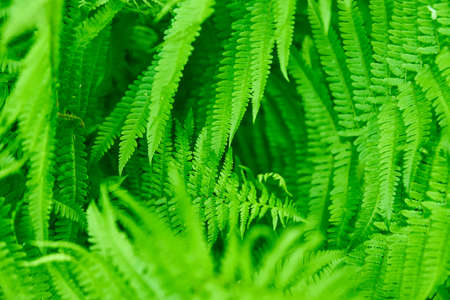 Beautyful ferns leaves green foliage natural floral fern background.の写真素材