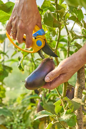 Farmer harvesting organic ripe eggplants in green house with garden pruner. Agriculture and...