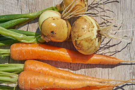 close up of Freshly harvested homegrown organic onion and carrot on wooden table.