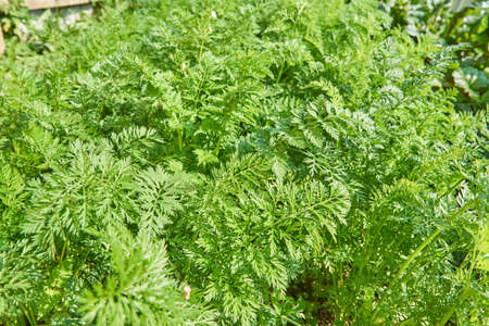 vegetable beds with carrots in the garden in summer. rows of green carrot sprouts. Carrots on garden...