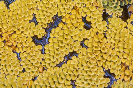 Tropical plant on the pond. Natural backgroundの写真素材