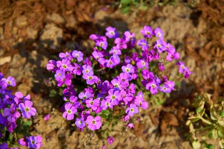 Top view of small violet blooming flowers. Summer field in blossom