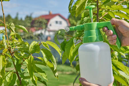 Farmer sprays pesticide with manual sprayer against insects on cherry tree in garden in summer....