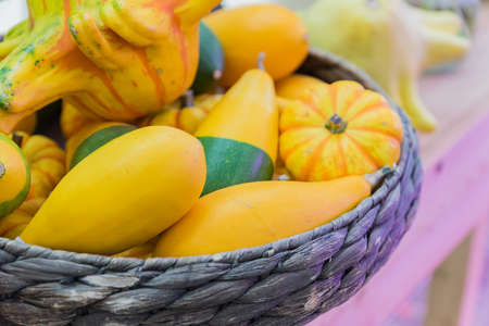 An assortment of small decorative pumpkins in a basket. Autumn interior composition.の写真素材