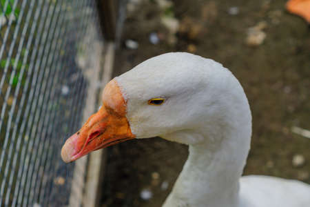 close up of white goose head portrait with orange beakの写真素材