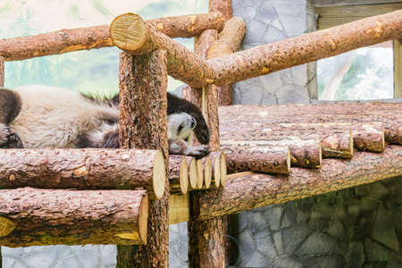 cute sleepingpanda in zoo. Wild animalの写真素材