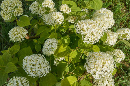 Top view of white blooming hydrangea flower. Natural floral background with copy space