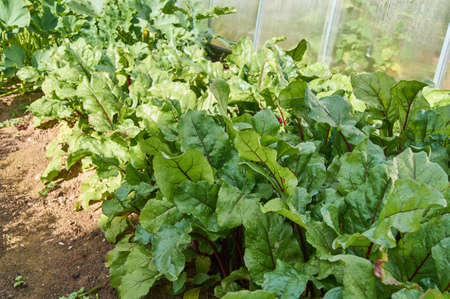 Bettroot growing in vegetable garden. Farming and healthy eating concept