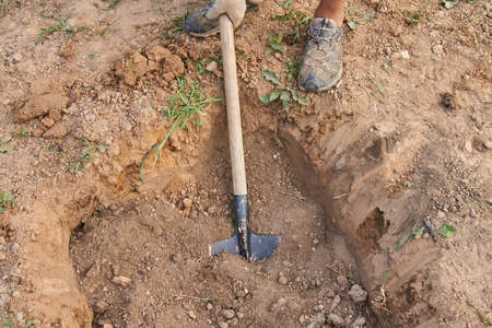 The gardener makes a hole in the ground for planting trees