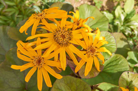 Ligularia dentata. Bright yellow flowers in the garden