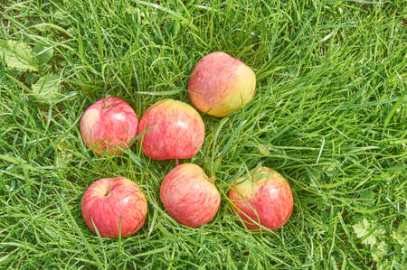 Fallen ripe apples under the apple tree on the grassの写真素材