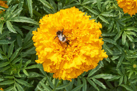 Bumble bee on yellow blooming marigold. Beauty in nature