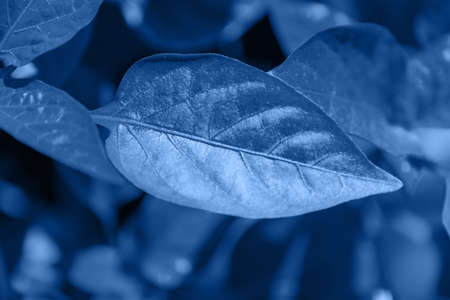 Trend color 2020, top view. Tropical leaf in trendy blue color. classic blue background.の写真素材
