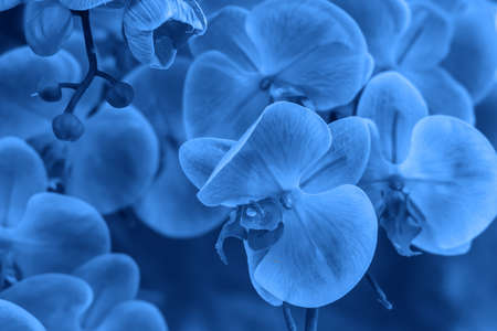 Trend color 2020 classic blue, artificial orchid flower backgroundの写真素材