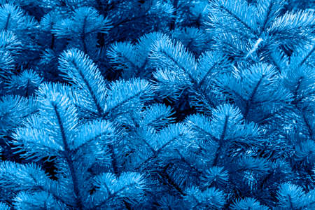 Trend color 2020 classic blue, spruce tree branch. background for design