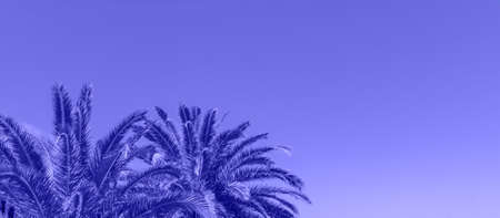 branches of palm trees on the background of blue sky - toned in ttrendy blue color. Bannerの写真素材