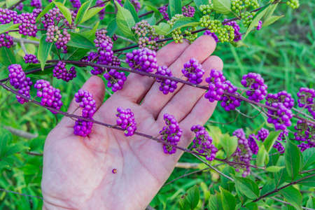 Callicarpa bodinieri (beautyberry Lamiaceae or Bodinier's beauty berry, woman hand holding a branchの写真素材